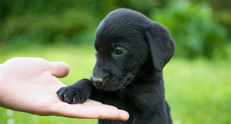 322 Awesome Black Dog Names – Inspiration For Puppy Parents (2022)