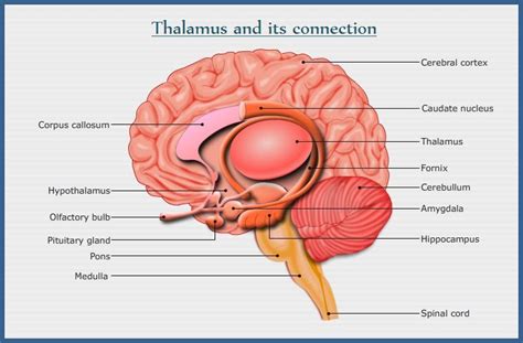 Brain Thalamus Function