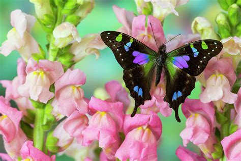 Purple Spotted Swallowtail Butterfly Photograph by Darrell Gulin - Pixels