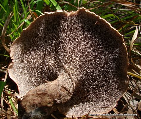 Hydnellum scabrosum at Indiana Mushrooms