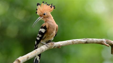 Wallpaper hoopoe, bird, 4k, Animals #14999