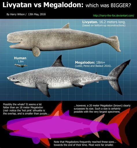 Livyatan vs Megalodon: Which Was Bigger?