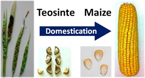 Genetics and Consequences of Crop Domestication | Journal of ...