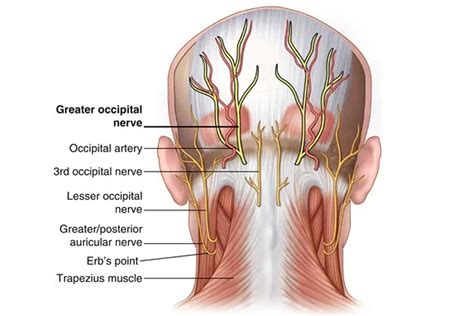 The Ultimate Guide to the Suboccipital Muscles