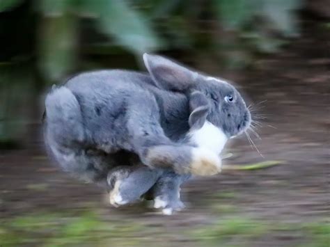 The Speed Of A Rabbit: How Fast Do They Run