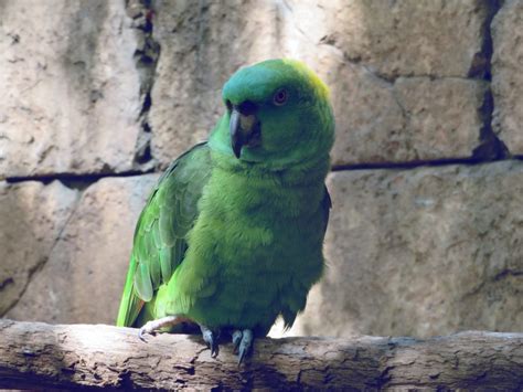 Amazon Parrots: The Rainforest’s Vocalists - The Animal Gazette