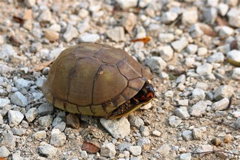 Three-toed Box Turtle In Gravel Free Stock Photo - Public Domain Pictures