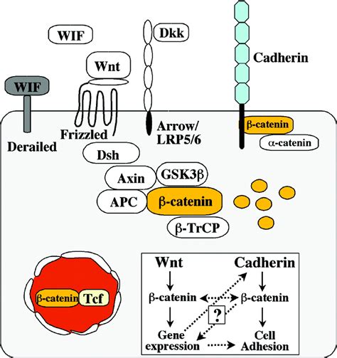 Convergence of Wnt, ß-Catenin, and Cadherin Pathways | Science