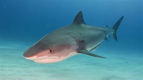 Hawaii Shark Attack: Surfer in Serious Condition After Being Bitten