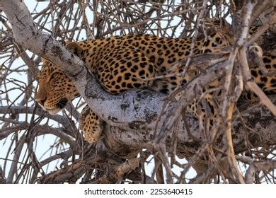 5,096 Leopard Habitat In Africa Stock Photos, Images & Photography ...