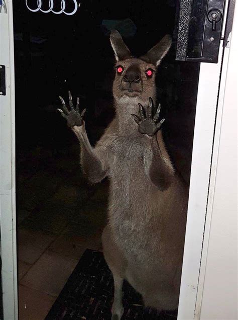 "kangaroo" Meme Templates - Imgflip