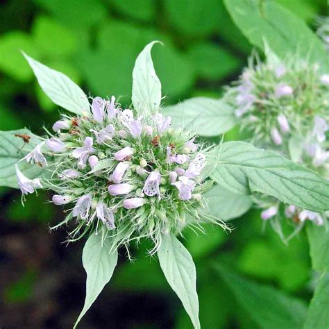 Rare Heirloom Herb Seeds | Terroir Seeds