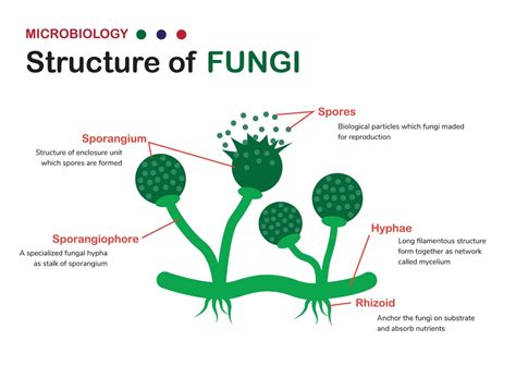 The Structure Of Fungi