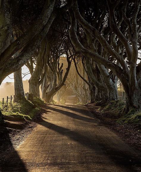 The Dark Hedges - Ireland Dark Hedges Ireland, Beautiful World, The ...