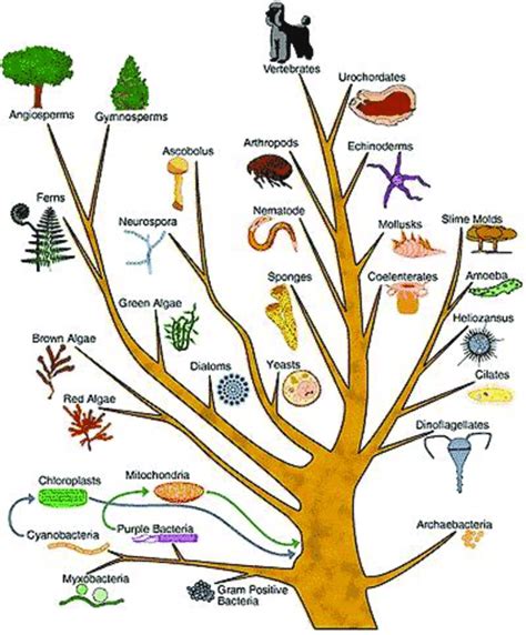 Evolution of organism along with bioinorganic complex compounds related ...