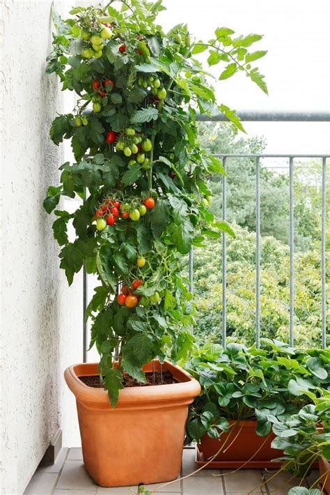 Best Tomato Varieties For Containers | Balcony Garden Web