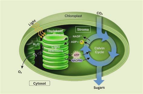 Photosynthesis Process Diagram