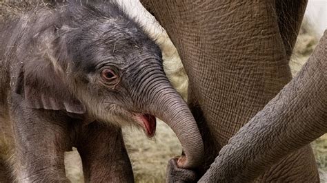 Fort Worth Zoo welcomes birth of Asian elephant calf | wfaa.com