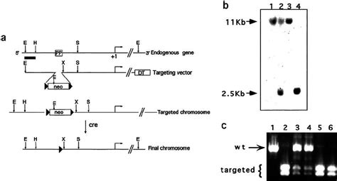 Disruption of the PPARE element in the PEPCK-C gene. ( a ) The... | Download Scientific Diagram