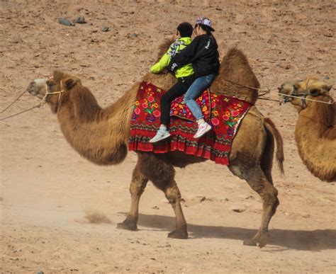 Cannundrums: Bactrian Camel