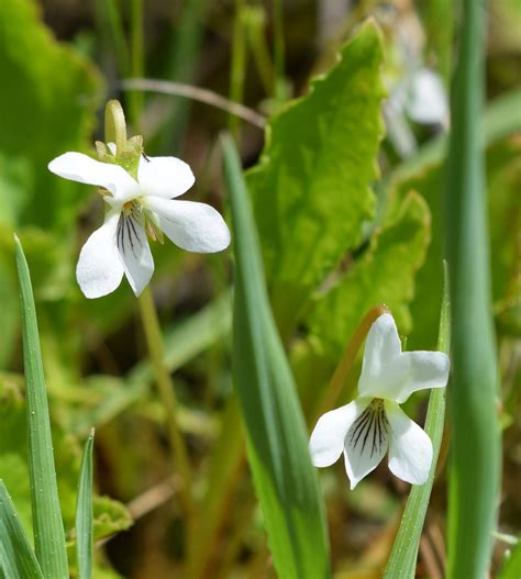 Viola blanda (Sweet White Violet, Violets, Woodland White Violet) | North Carolina Extension ...