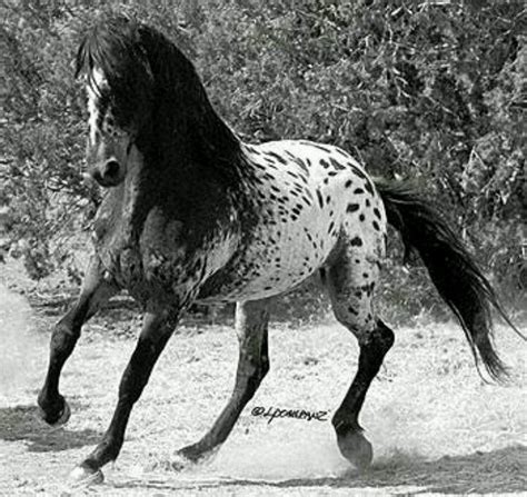 Black appaloosa, outstanding color All The Pretty Horses, Beautiful ...