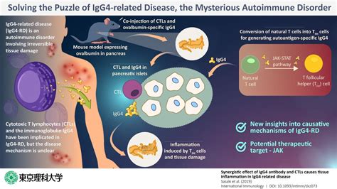 Solving the puzzle of IgG4-related disease, the elusive autoimmune disorder