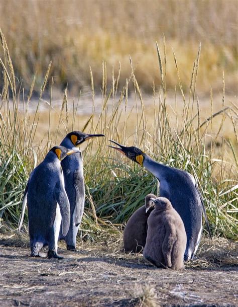 Group of King Penguins on Pinguino Rey En Tierra Del Fuego Stock Photo ...