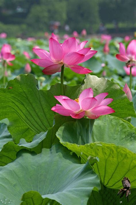 Ghim của Sumphan trên Sacredness of Lotus 2 | Hoa sen, Hoa đẹp, Hoa