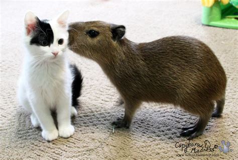 Baby Capybara Introducing Itself to Somewhat Doubtful Kitten : r/aww