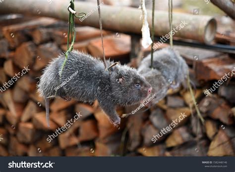 Lesser Bamboo Rat On Rope North Foto de stock 1582448146 | Shutterstock