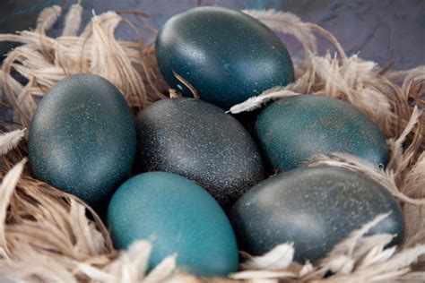 Emu eggs on the menu: Why Australians are buying more emu eggs