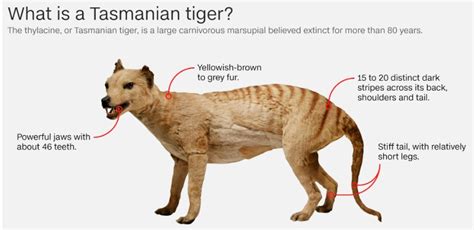 It is also known as the Tasmanian Wolf and bears some resemblance to a ...