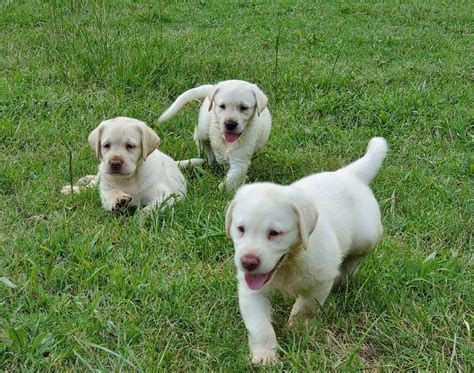 Labrador Puppies - Greene Acre Farm