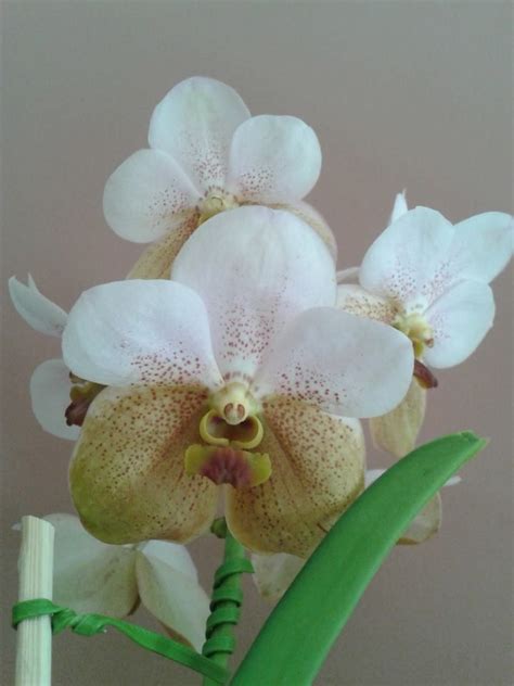 Orquídea Vanda | Orquídeas, Orquídeas vanda, Orquidea