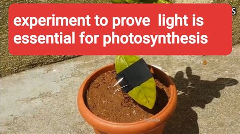 Light Intensity And Photosynthesis Experiment