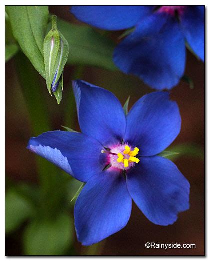 Anagallis monellii ssp. linifolia - BLUE PIMPERNEL