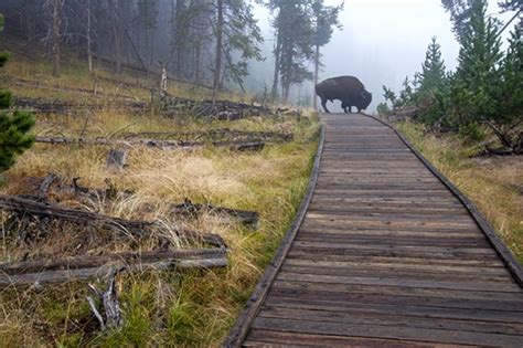 A Park Ranger's Guide to Yellowstone