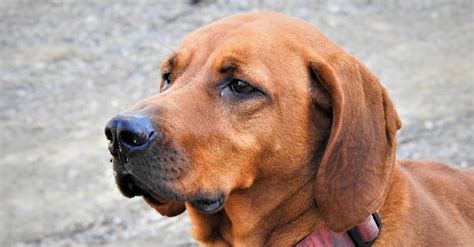 Redbone Coonhound - A-Z Animals