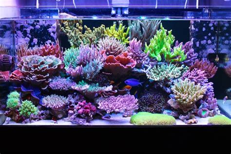 Whats Needed To Start A Saltwater Aquarium - Aquarium Views