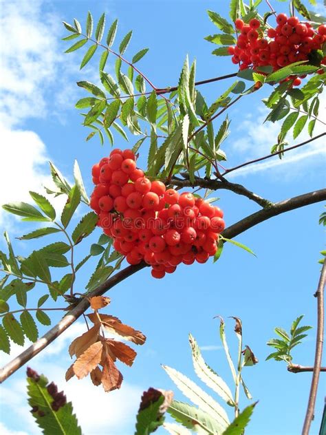 Sorbe image stock. Image du nature, closeup, fruit, lame - 62748331