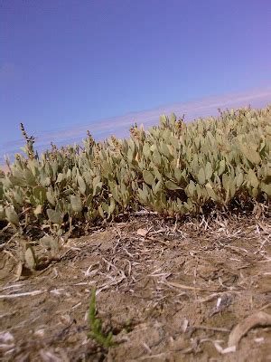 Pictures Just Pictures: LOW GROWING PLANTS BY BRACKISH WATER (SEA-PURSLANE)