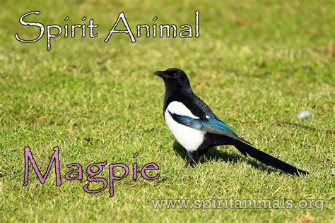 Magpie Spirit Animal – Meaning And Symbolism - Spirit Animals