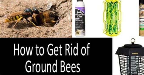 How to get rid of Ground bees without killing them?