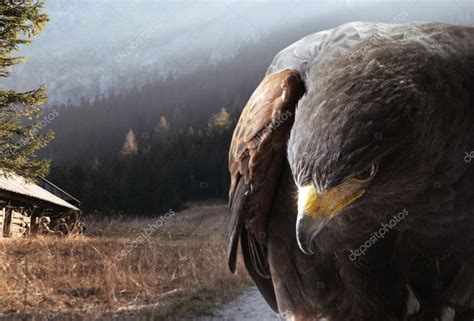 Bald eagle flying over mountains — Stock Photo © konradbak #4597007