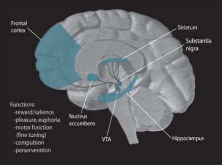 Ventral tegmental area - Wikipedia