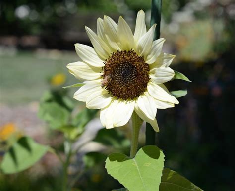 Summer Signs – Gardens For Goldens