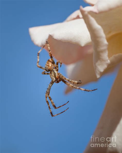 Male Garden Spider Photograph by Shaun Wilkinson | Pixels