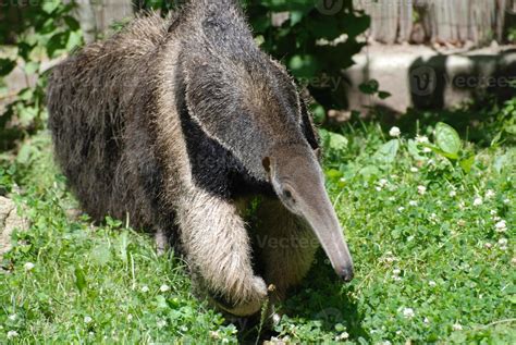 Wild Giant Anteater 9595526 Stock Photo at Vecteezy