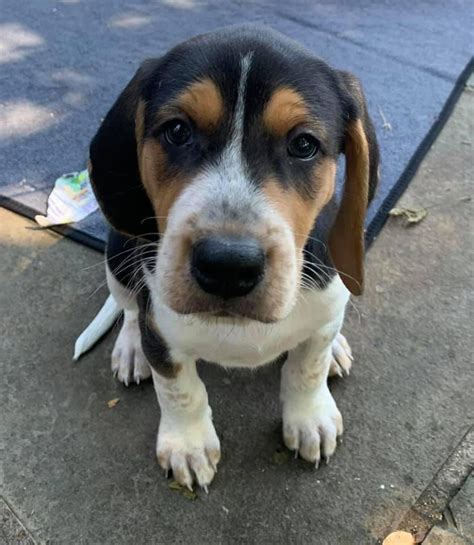 Beagle Coonhound Mix